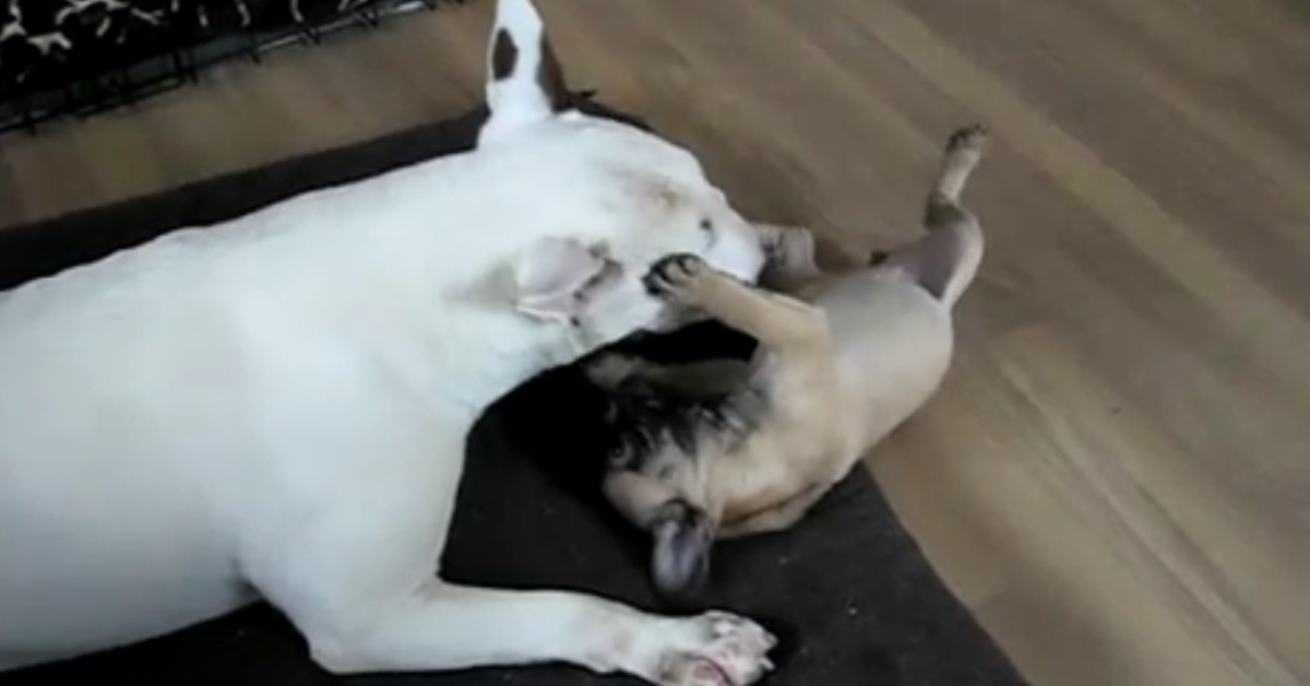 Un cucciolo di Bull terrier gioca con un cucciolo di bulldog francese (VIDEO)
