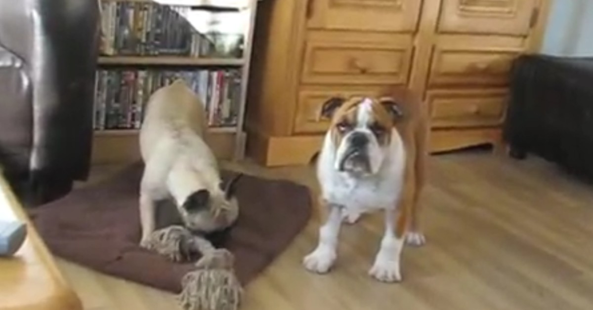 Un cucciolo di Bulldog francese gioca con bulldog inglese e si divertono (VIDEO)