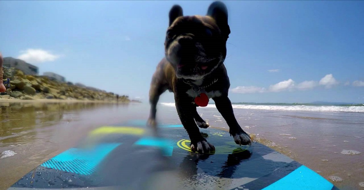 Cucciolo di Bulldog Francese sulla tavola da surf conquista il web, il video è da non perdere