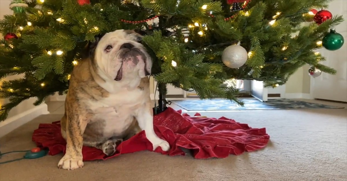 Un cucciolo di Bulldog inglese Reuben è felice per l’albero di Natale (VIDEO)