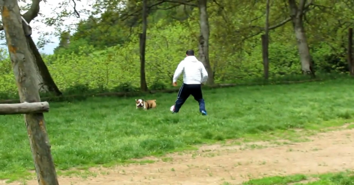 Un cucciolo di Bulldog inglese gioca a palla con il padrone e gli amici (VIDEO)