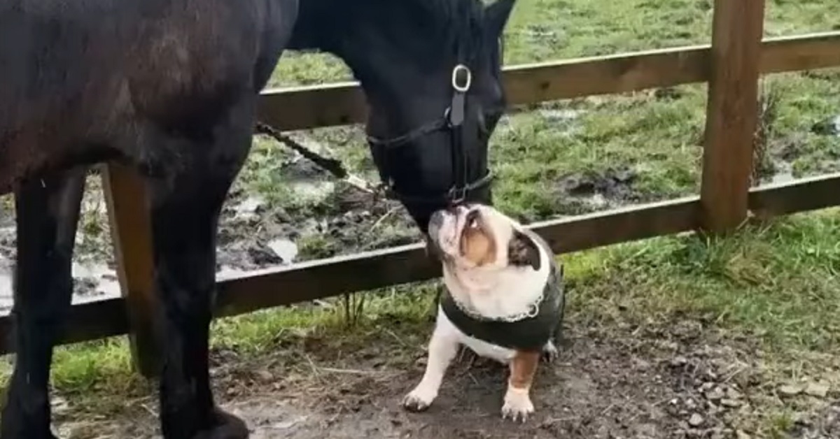 Cucciolo di Bulldog Inglese incontra un cavallo, il video ci mostra il loro meraviglioso legame