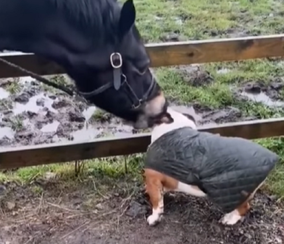 cagnolino cavallo amico