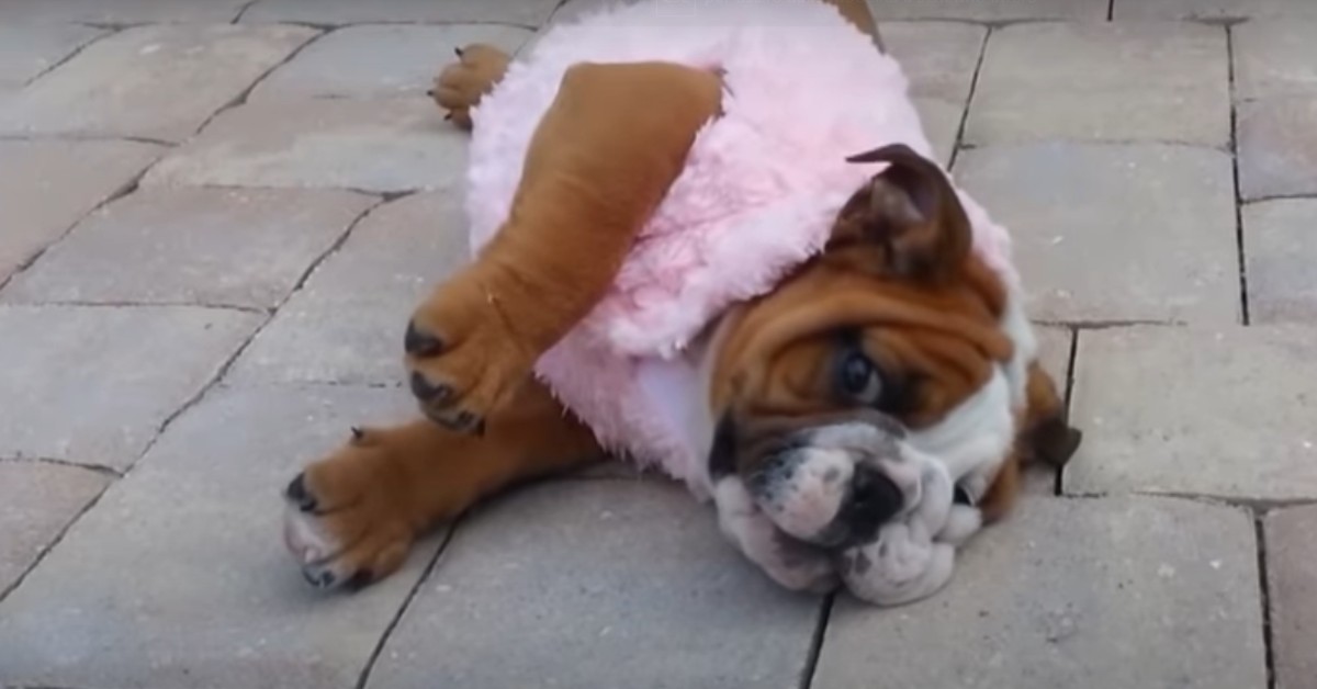 Cucciolo di Bulldog inglese non sa alzarsi ancora bene da terra (VIDEO)
