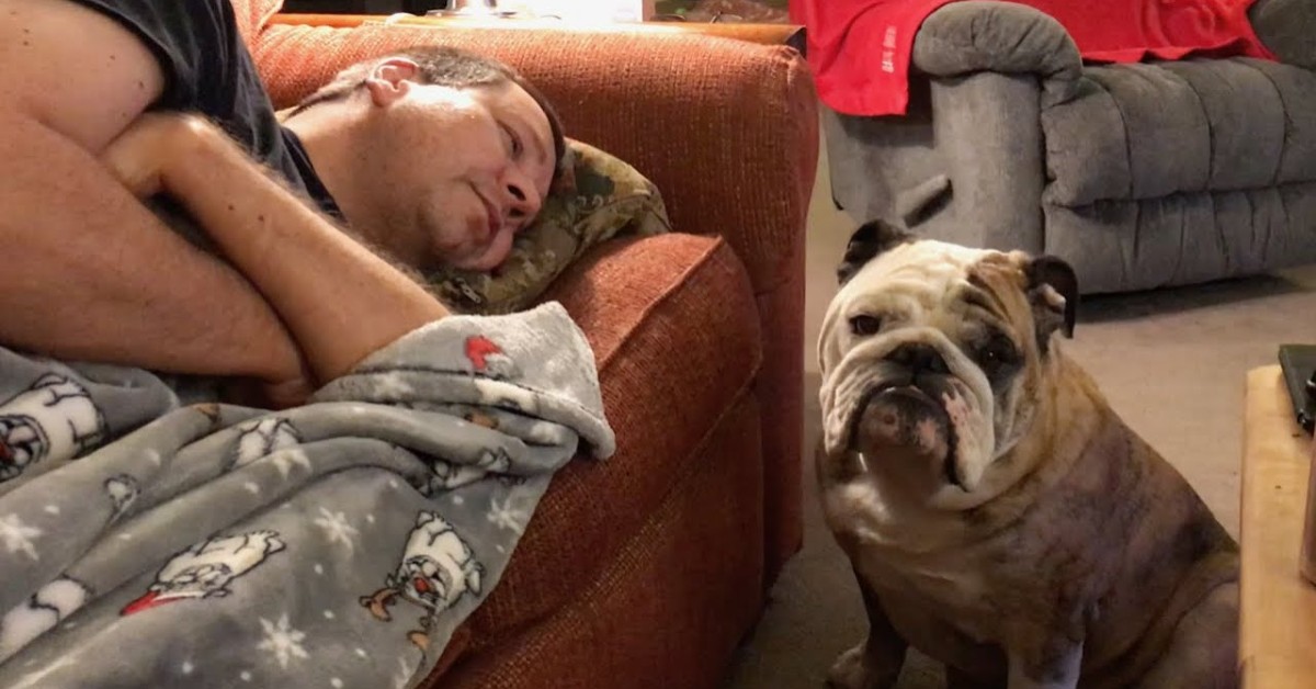 Cucciolo di Bulldog inglese vuole il divano in cui è seduto il padrone (VIDEO)