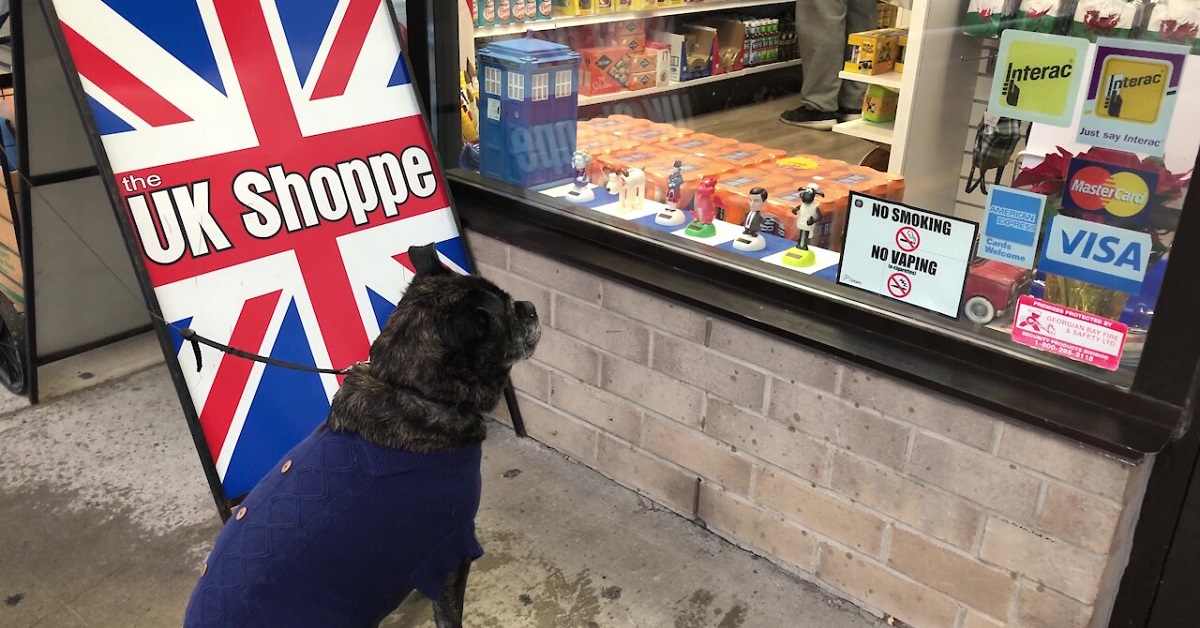 Cucciolo di Bulldog vede per la prima volta dei “strani” pupazzi, la reazione nel video è pazzesca