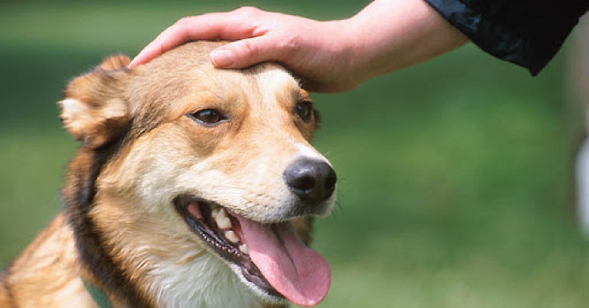 Cucciolo di cane non vuole che il proprietario smetta con le carezze, il video è una perla da non perdere