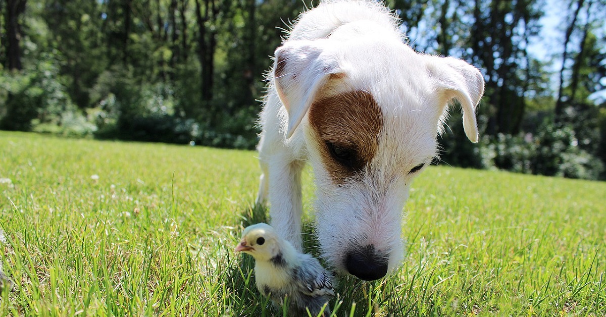 Il cucciolo di cane accolto da una famiglia di anatre (VIDEO)