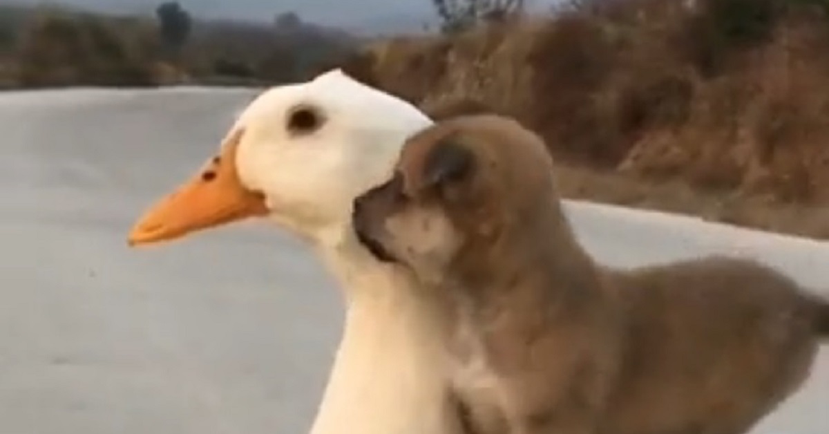 cucciolo di cane accolto da una famiglia di anatre