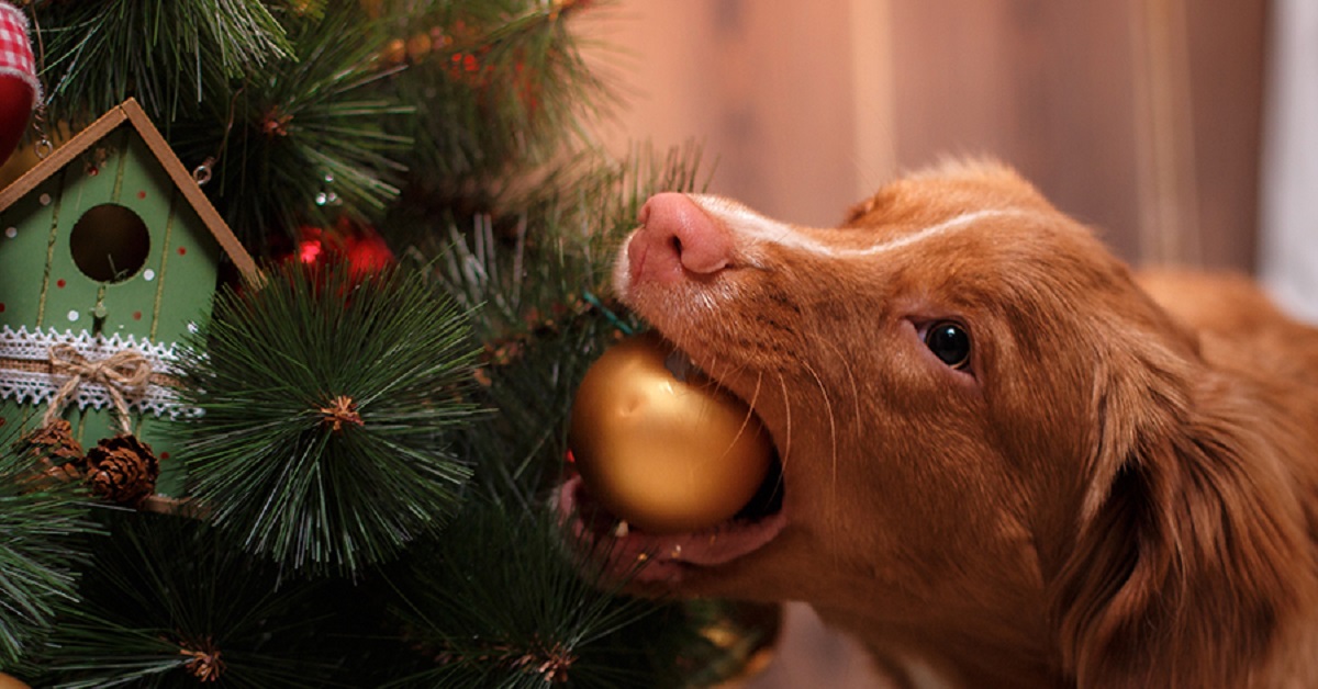 Cucciolo di cane irrompe nella preparazione dell’albero di natale, il video chiarisce il motivo