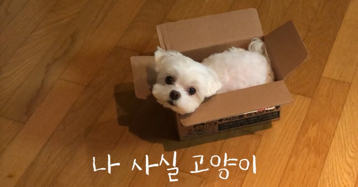 Un cucciolo di cane bianco gioca con una scatola e ci si corica dentro (VIDEO)