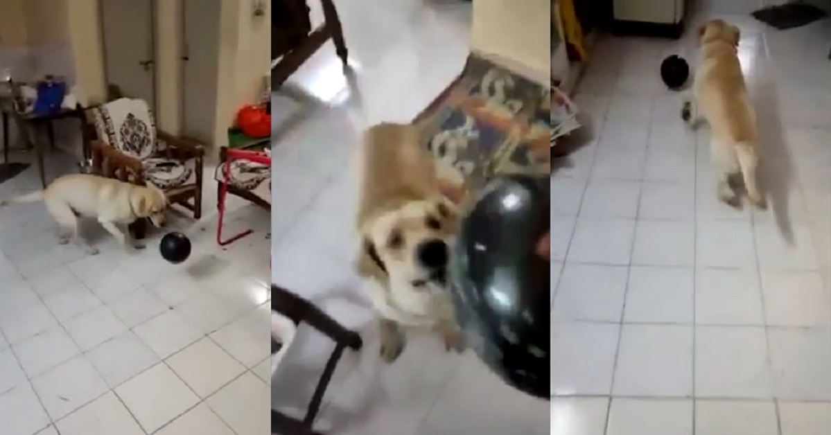 cucciolo di cane che gioca con i palloncini