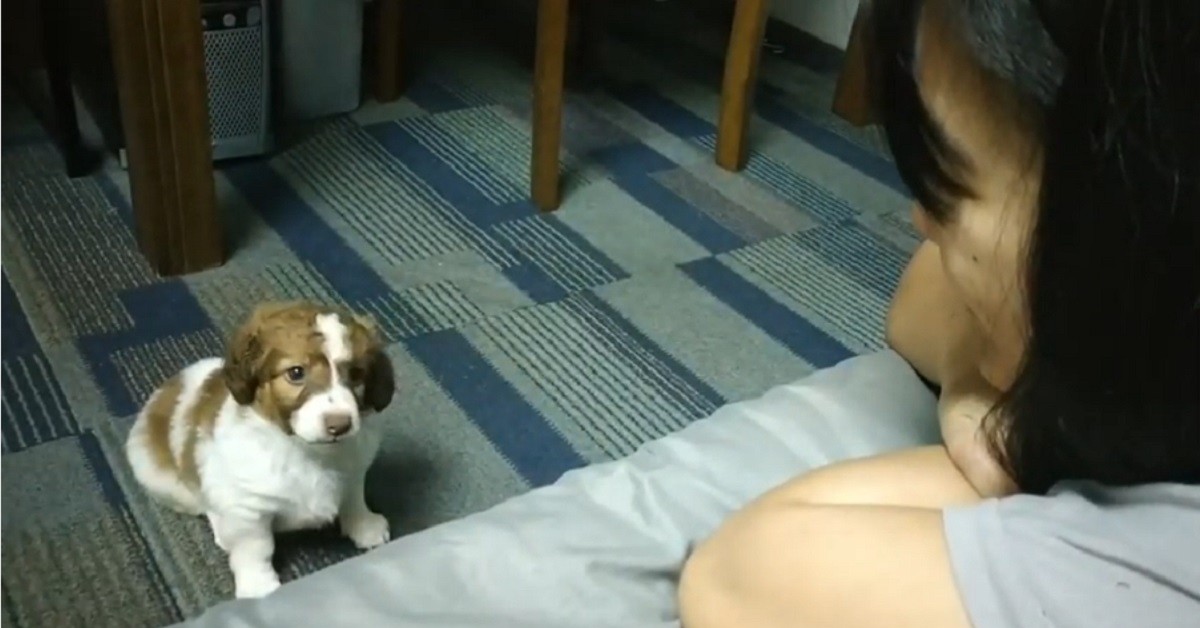 Il tenero cucciolo di cane che impara a miagolare come un gatto (VIDEO)