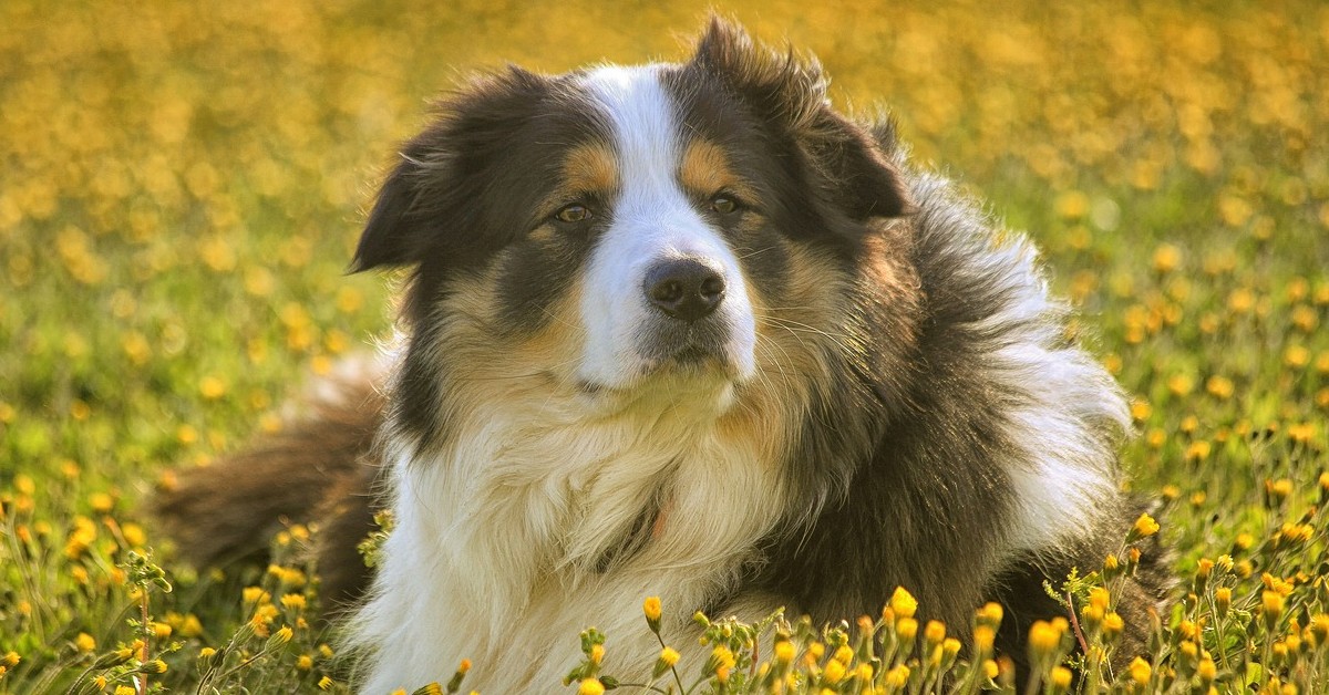 cucciolo di cane che scarta i regali di Natale