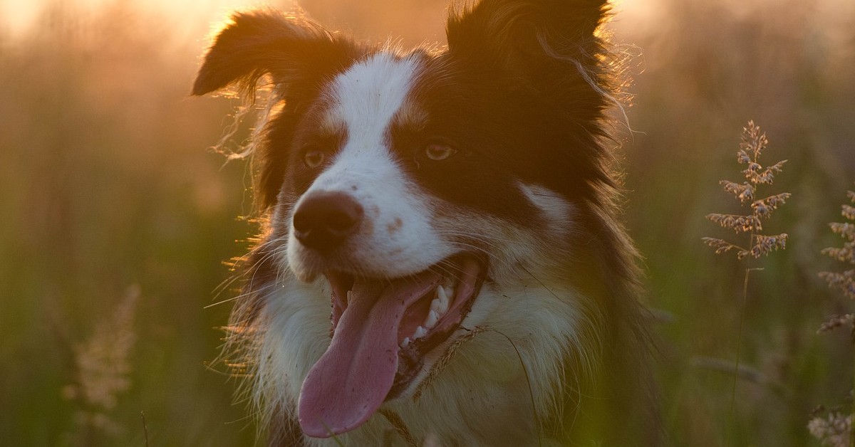 cucciolo di cane che scarta i regali di Natale