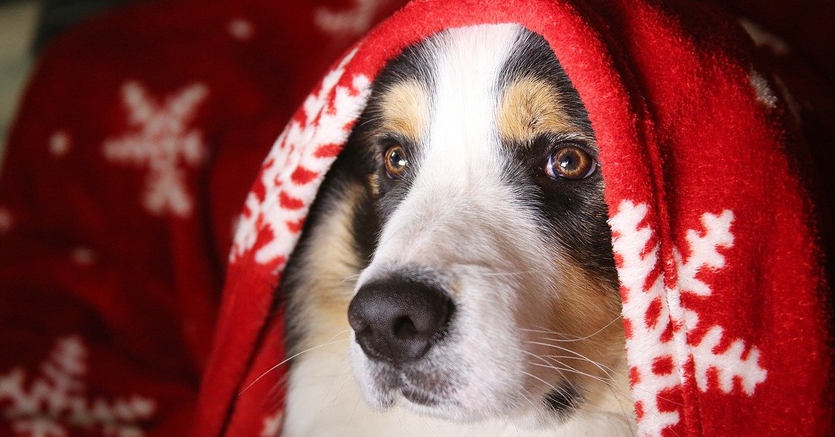 Il cucciolo di cane che scarta i regali di Natale sotto l’albero insieme a un bambino (VIDEO)