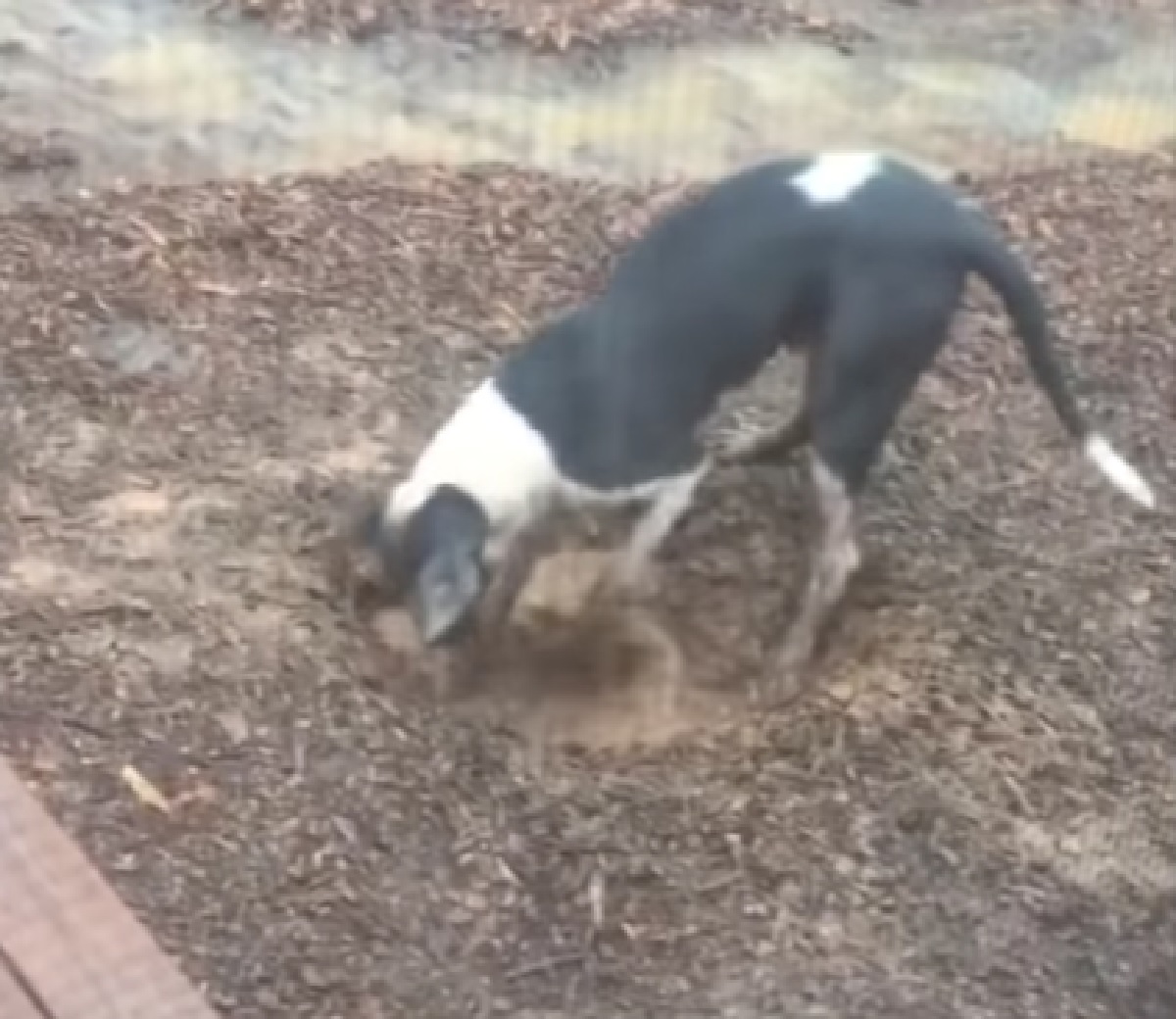 cucciolo cane scusa giardino per fango