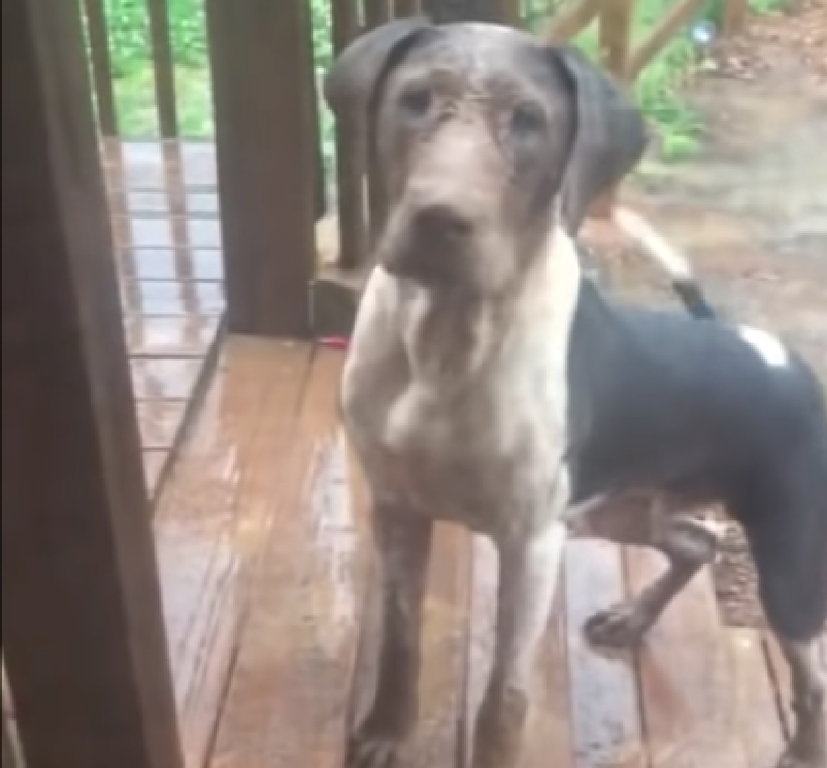 cucciolo cane si presenta porta sporco