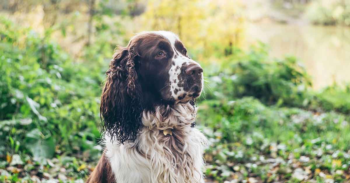 Cucciolo di cane esce fuori a giocare, mamma non si sarebbe mai aspettata una cosa del genere, nel video capiamo perché