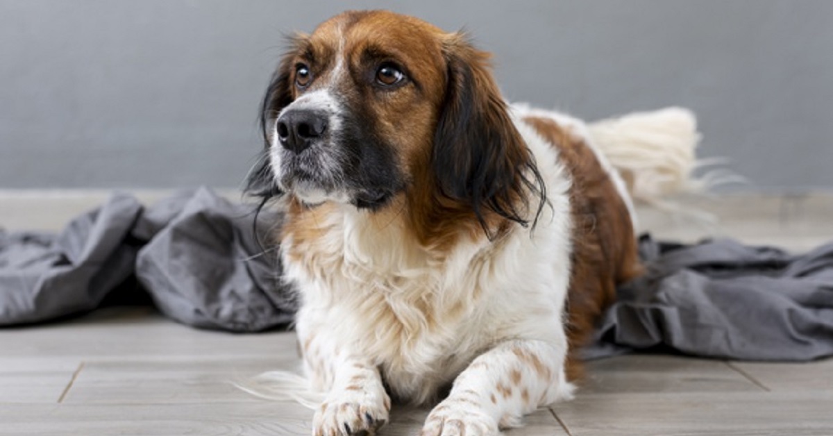 Cucciolo di cane fissa il cibo, ciò che fa quando capisce di essere stato scoperto è esilarante, ecco il video