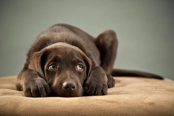 cucciolo di cane ha bevuto lo spumante