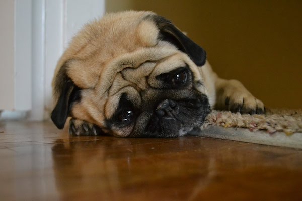 cucciolo di cane ha bevuto lo spumante