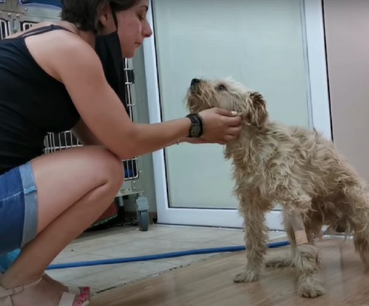 cucciolo di cane intervento successo