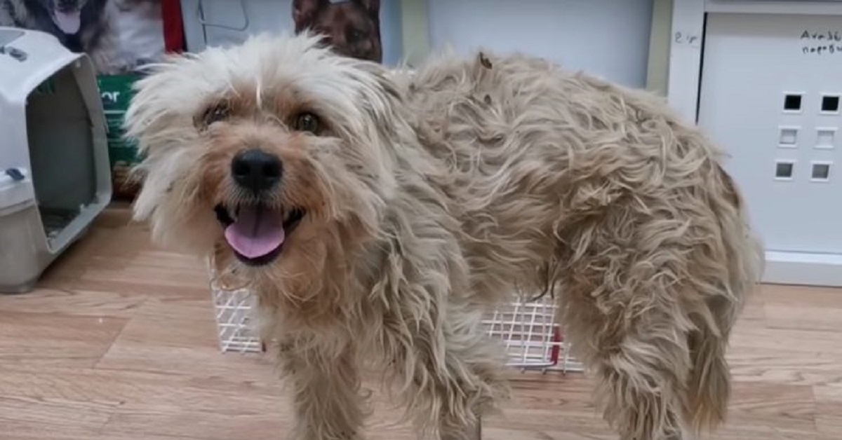 Cucciolo di cane ha paura anche del minimo contatto, registrano un video della sua incredibile rinascita