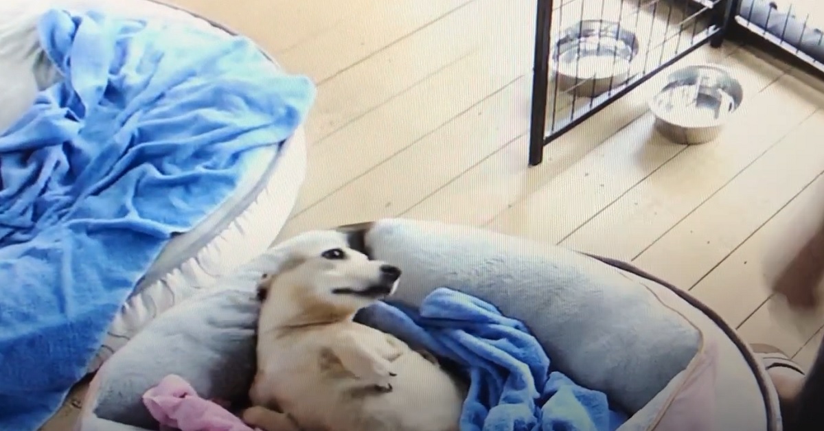 Cucciolo di cane non vuole affatto alzarsi dal letto, nel video capiamo l’esilarante motivo
