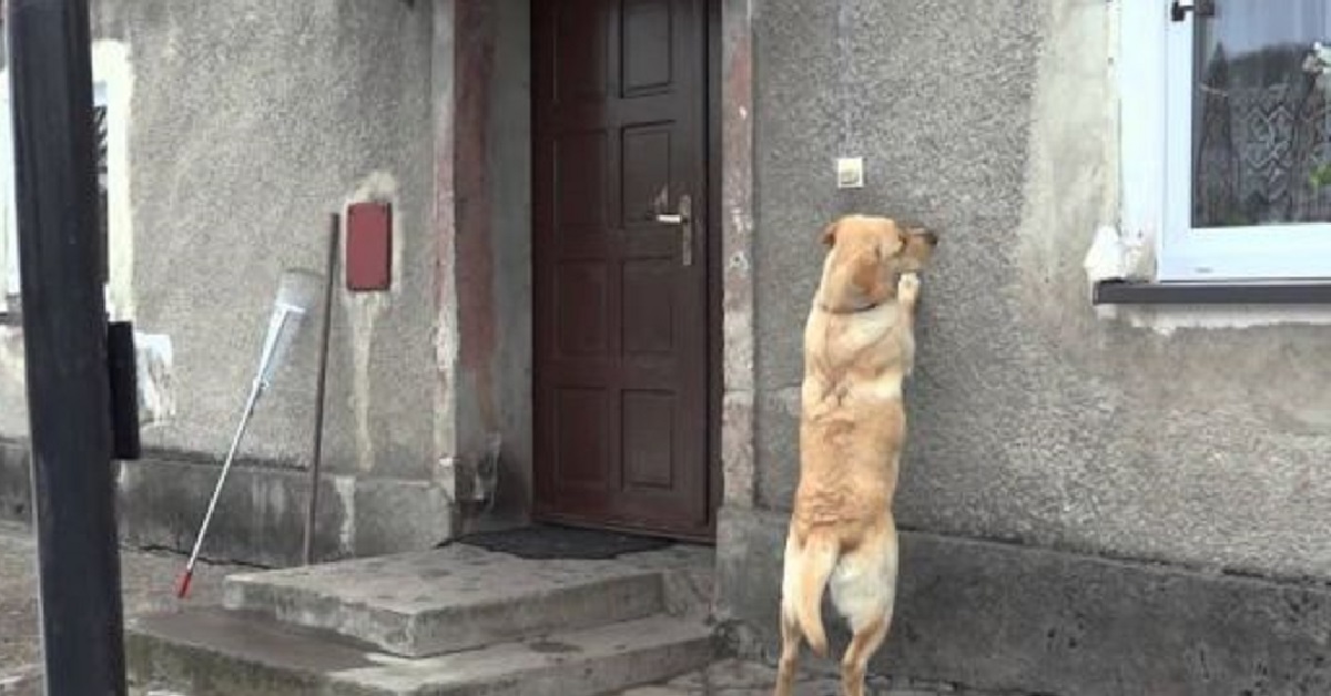 Cucciolo Labrador vuole rientrare in casa, il simpatico video ci mostra il suo singolare metodo