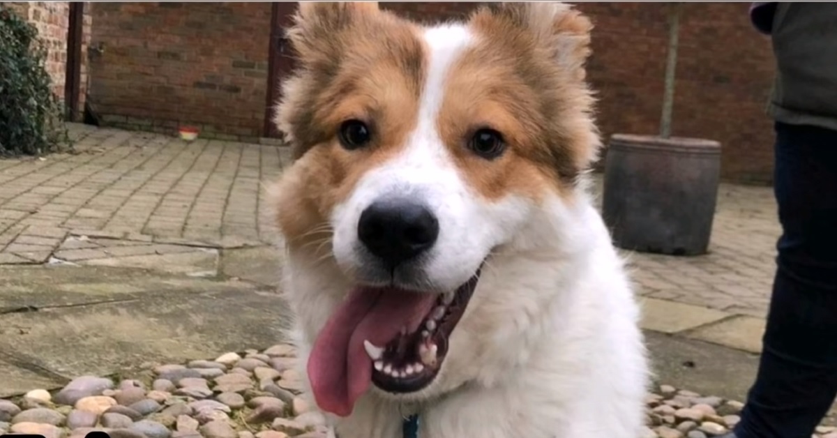 Cucciolo di cane senza speranza si rifugia in uno pneumatico, il video ci racconta la storia di un miracolo