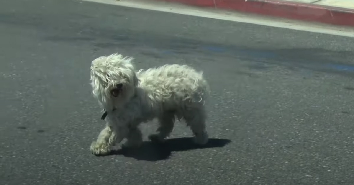Cucciolo di cane smarrito non ha più speranze di farcela, nel video il miracoloso intervento dei soccorritori