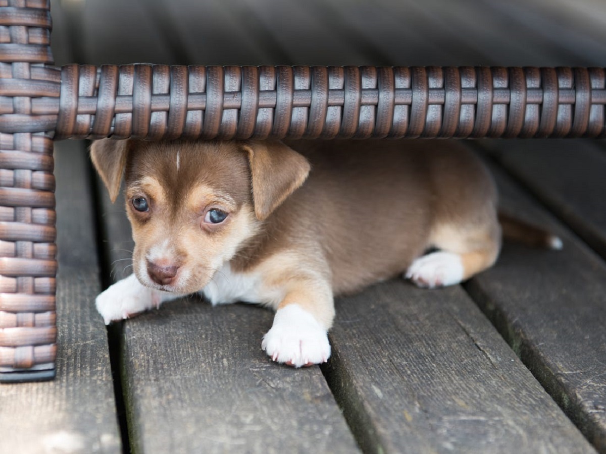 cagnolino impaurito