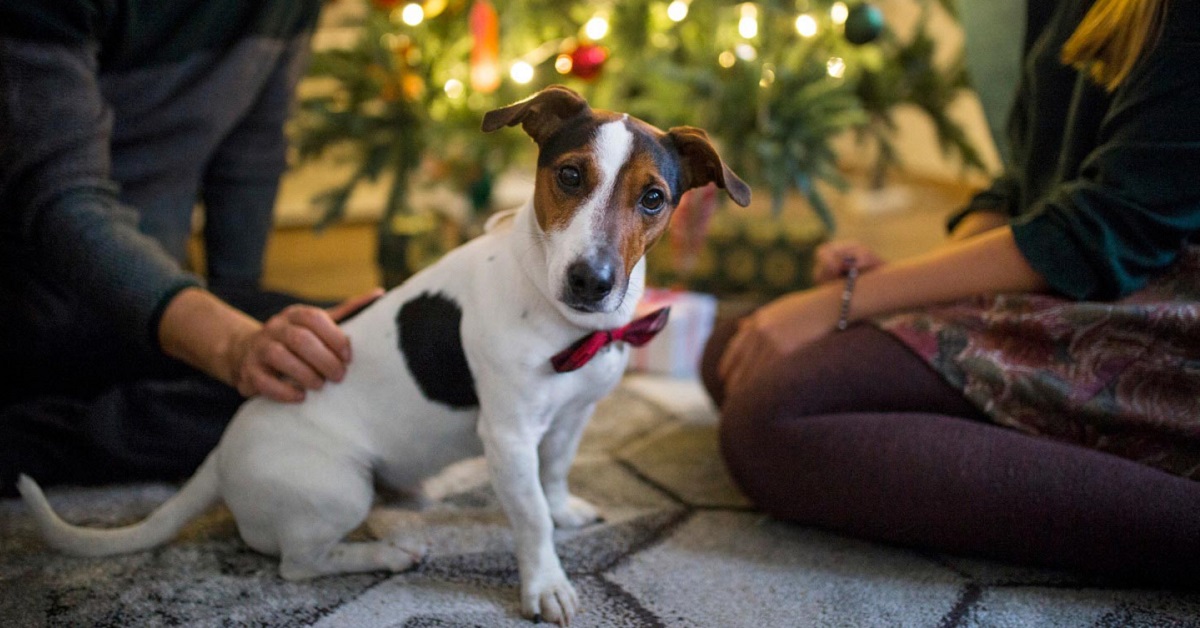 Cucciolo di cane spaventato dall’albero di Natale: cosa si può fare?