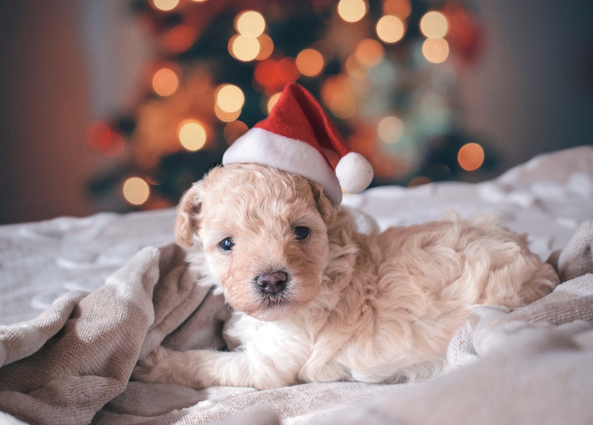 cagnolino davanti ad albero di natale