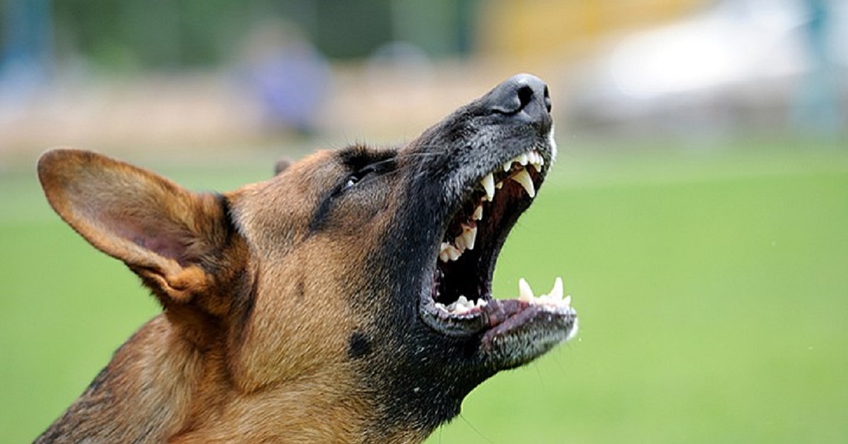 Cucciolo di cane sventa una pericolosa rapina al negozio, il video tiene tutti col fiato sospeso
