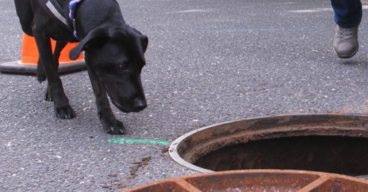 Cucciolo di cane viene trovato nel canale di scolo, il video mostra il miracolo fatto dai soccorritori