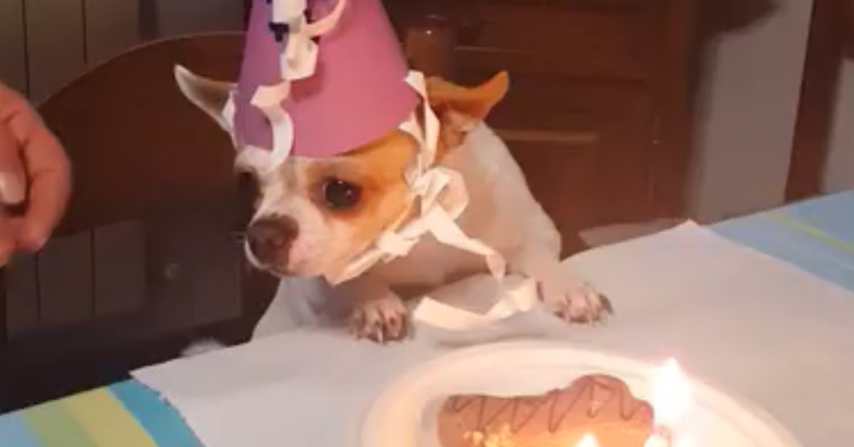 Un cucciolo di chihuahua fa il compleanno e i suoi padroni lo festeggiano così (VIDEO)