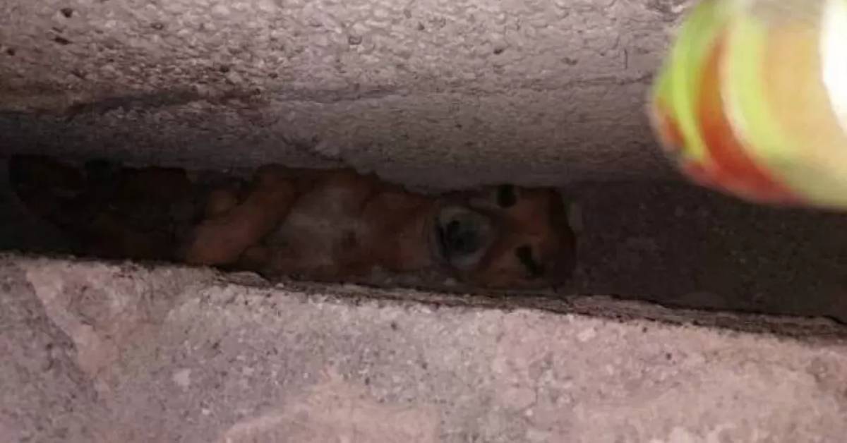 Cucciolo di chihuahua finisce tra due muri: il salvataggio in un video
