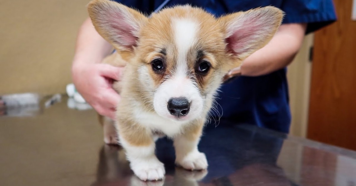Cucciolo di Corgi va dal veterinario con il padrone per un controllo (VIDEO)