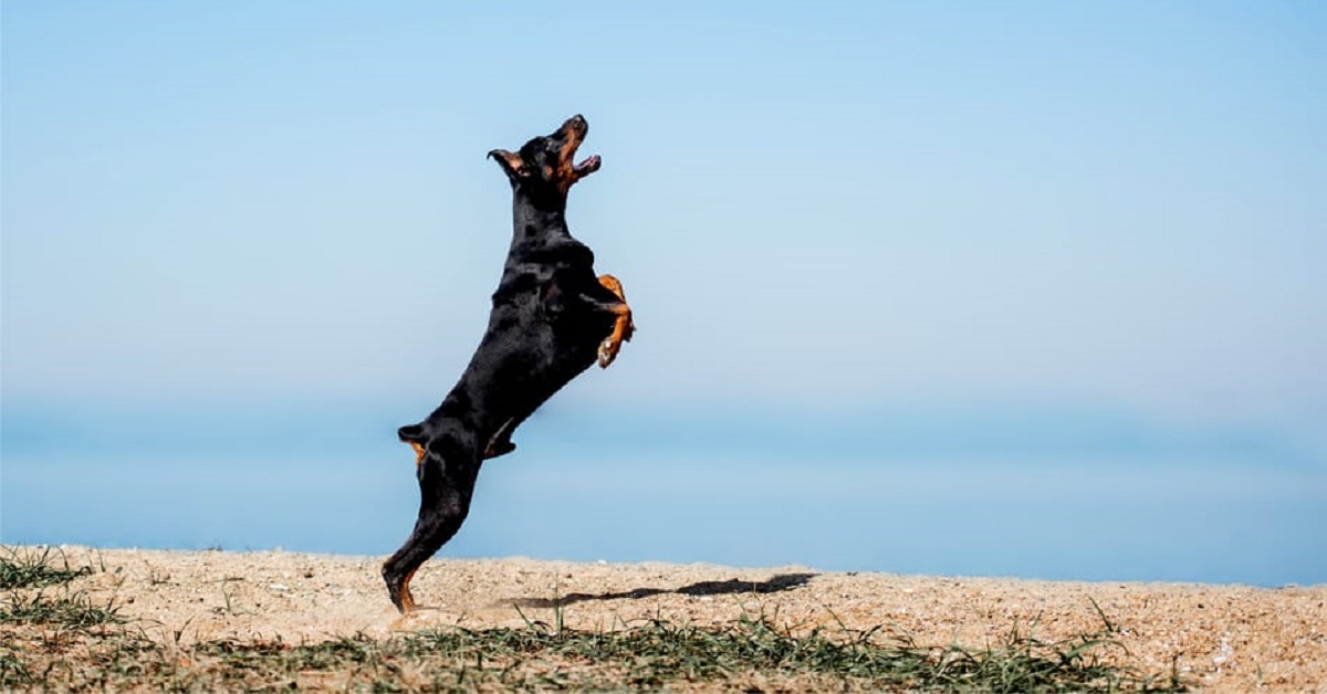 Il cucciolo di Doberman fa esercizio fisico guardando la TV, non crederete ai vostri occhi una volta aperto il video