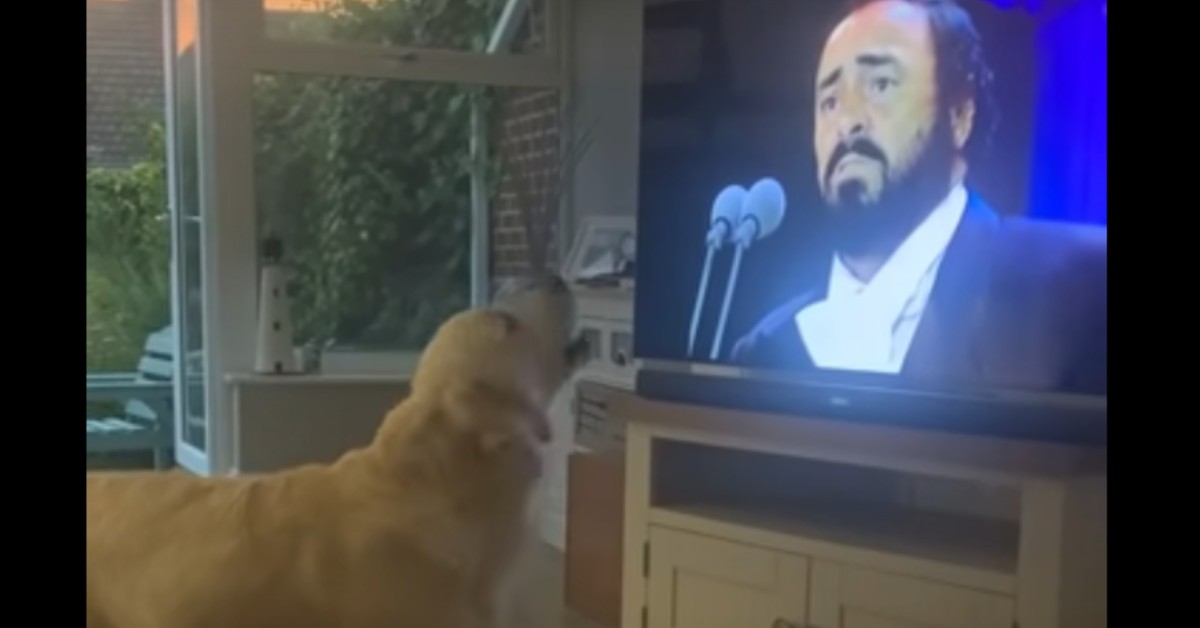 Il cucciolo di Golden Retriever canta davanti alla televisione (VIDEO)