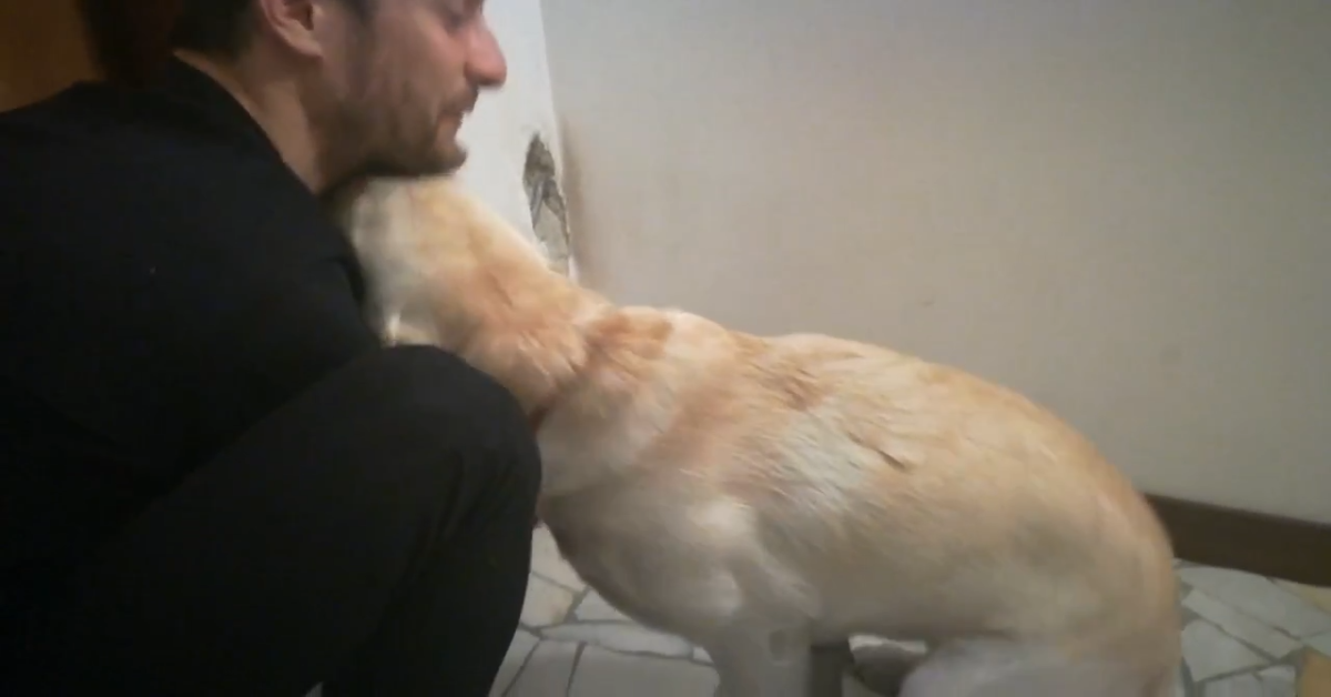 Cucciolo di Golden Retriever chiede scusa al suo padrone (VIDEO)