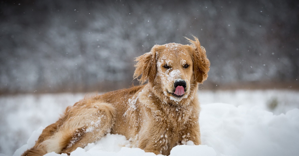 Cucciolo di Golden Retriever fa la prima esperienza sulla neve, la sua reazione in video è indescrivibile