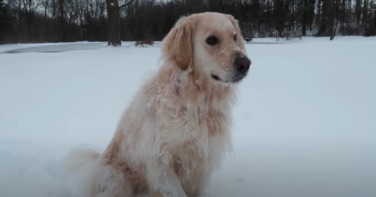 golden retriever giocare