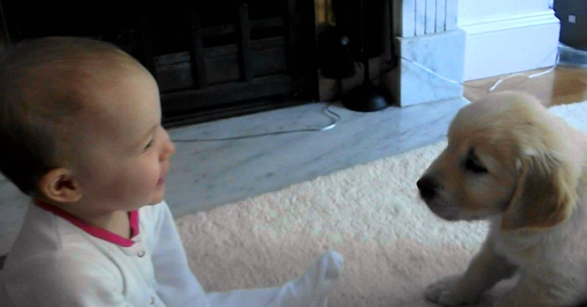 Cucciolo di Golden Retriever incontra la sua sorellina umana per la prima volta (VIDEO)