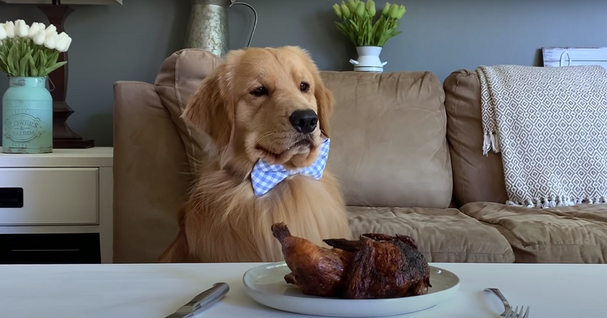 Il cucciolo Golden Retriever non deve mangiare il pollo, la tentazione è molta e il video è mozzafiato