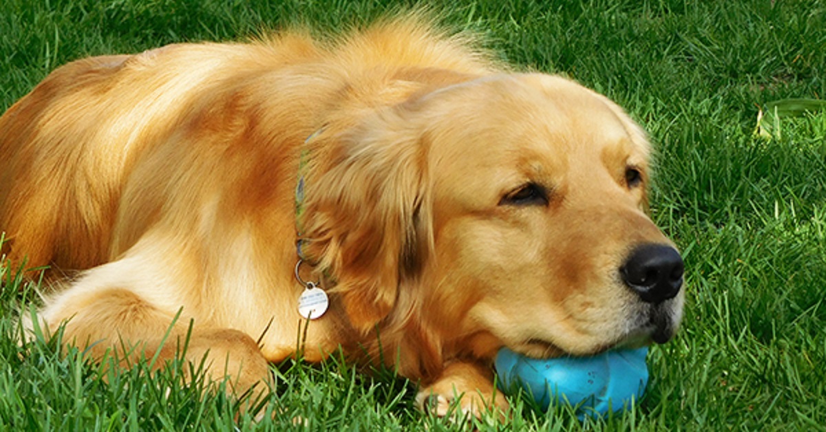 Cucciolo di Golden Retriever scende dall’auto in panne e fa qualcosa di inaspettato, il video è strabiliante