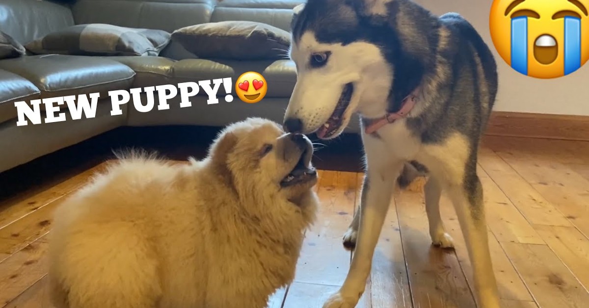 Cucciolo di Husky incontra cuccioli di Chow Chow in compagnia del padrone (VIDEO)