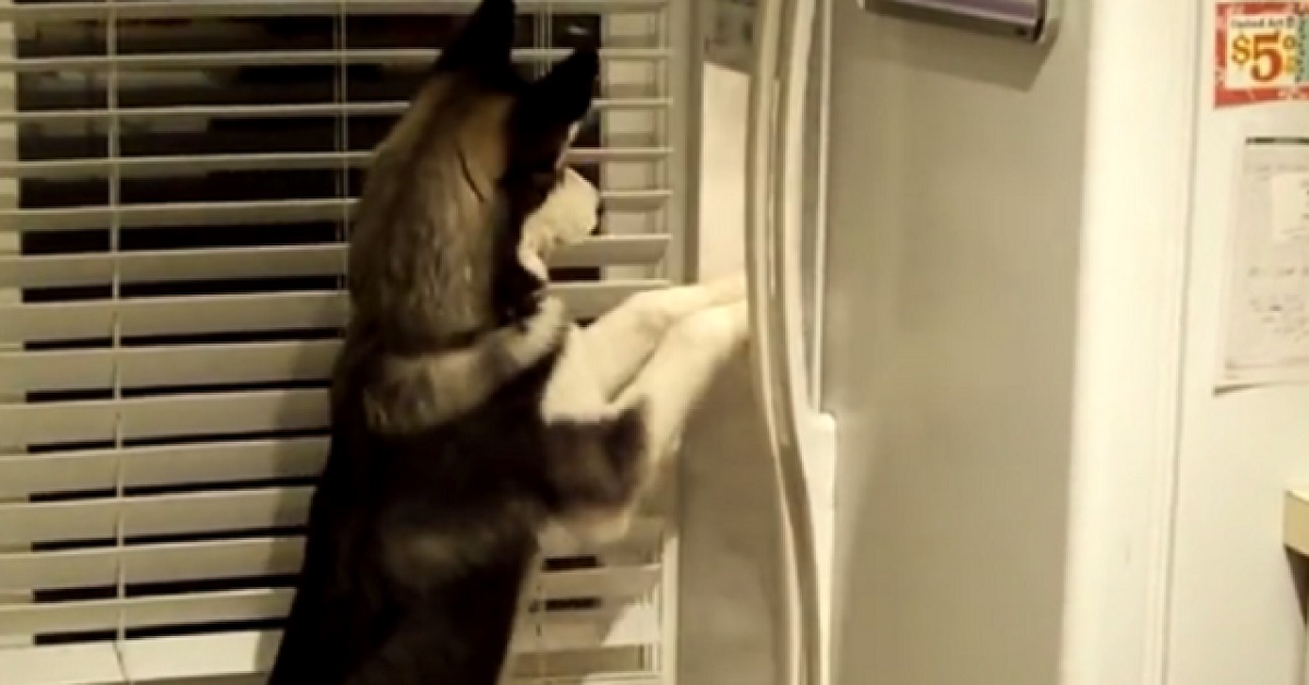 Cucciolo di Husky alle prese con la macchina del ghiaccio, stupefacente ciò che accade in video